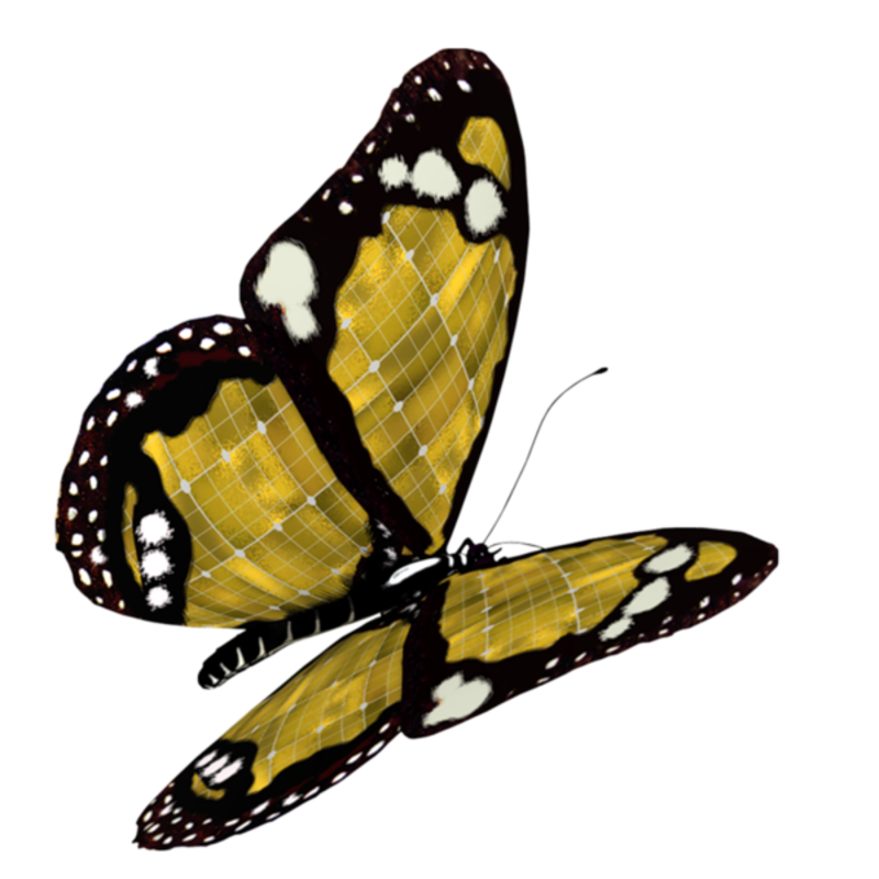 papillon-267007690679065954545457.png