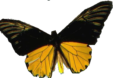 papillon-33.gif