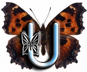 papillon-332304jtu766-21.jpg