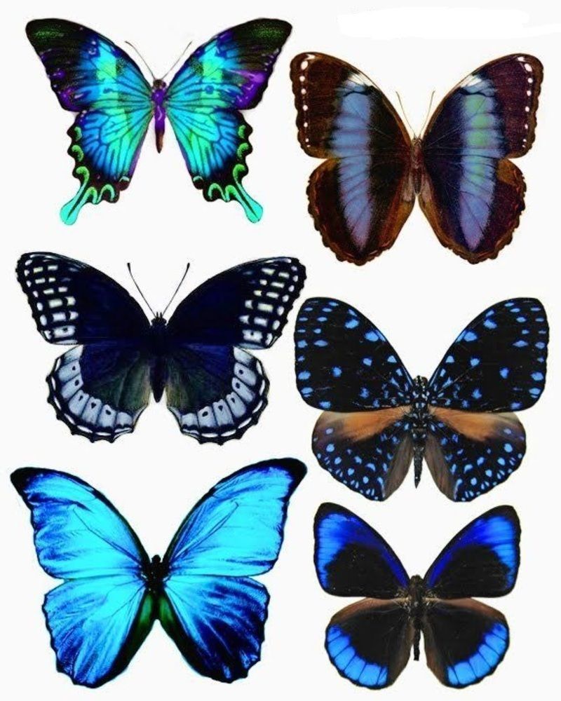 papillon-356565096709769076907609.jpg