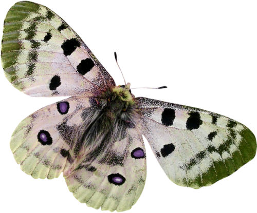 papillon-35767609760976906790.png