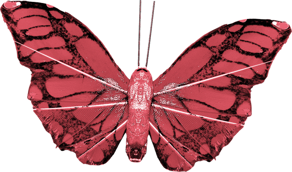 papillon-365560670769067096790760976906.png