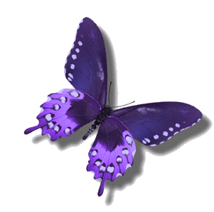 papillon-37.gif