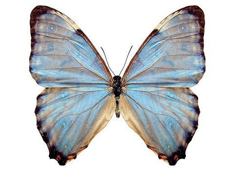 papillon-384343095409549659696.jpg