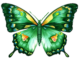 papillon-3855409659065906590769067.png