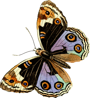 papillon-39.gif