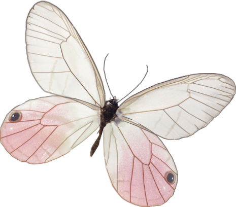 papillon-433409459065965912.png