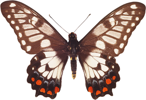 papillon-4343490439040005.png