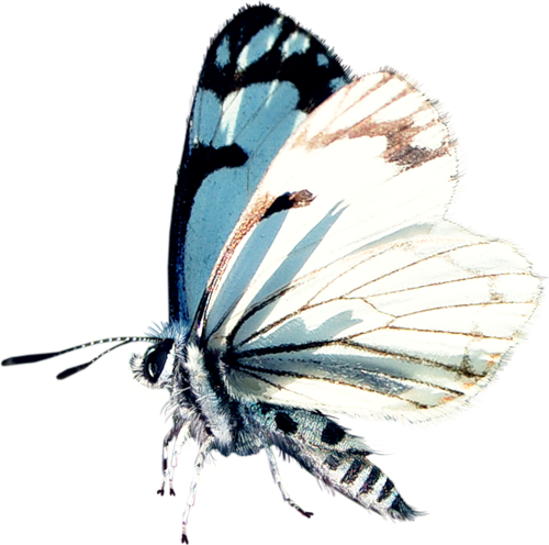 papillon-4438945894589658965962.png