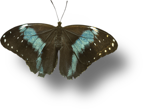 papillon-52323094504590505449.png