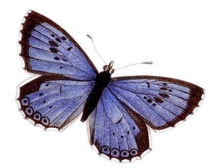 papillon-54450945985437843874385495498.jpg