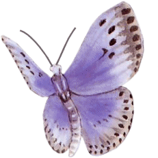 papillon-54549854856865865974.gif