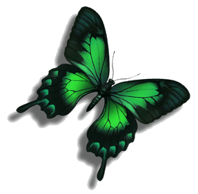 papillon-55.gif