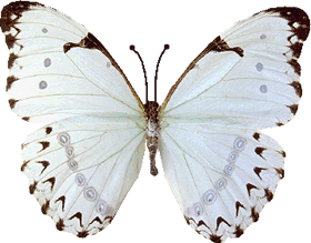 papillon-554054096595696569.gif