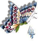 papillon-5566565-2.jpg
