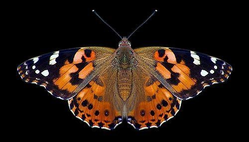 papillon-60.jpg