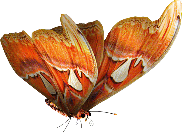 papillon-63323209439548557755.png