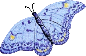 papillon-63540958965896586589659.gif