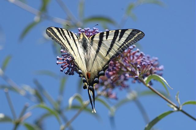 papillon-6576676554433434.jpg