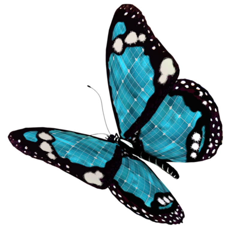 papillon-676906596956595491.png