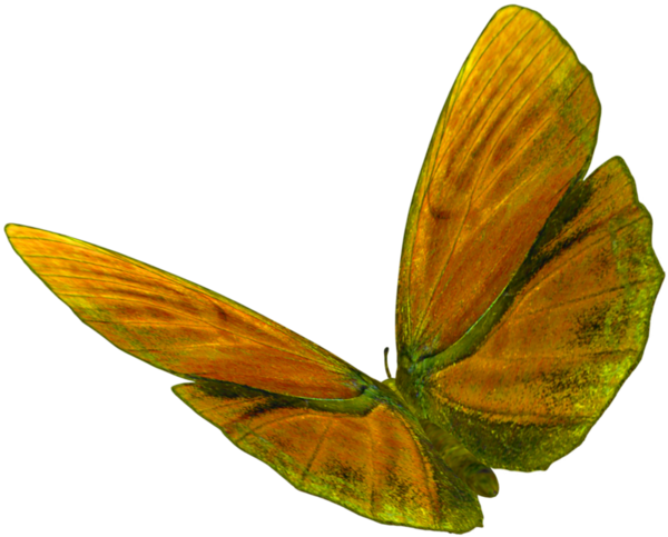 papillon-6787899887766767655656.png