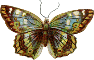 papillon-71.gif