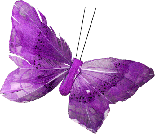 papillon-721232394394599954541.png