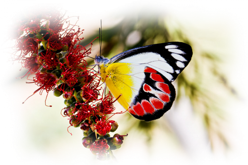 papillon-7434556567767676765.png