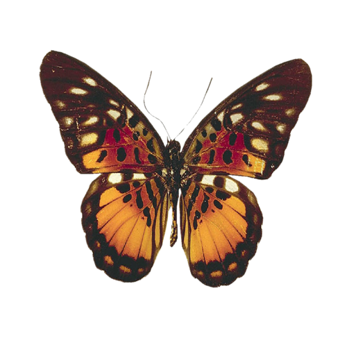 papillon-74394549549659659659659659.png