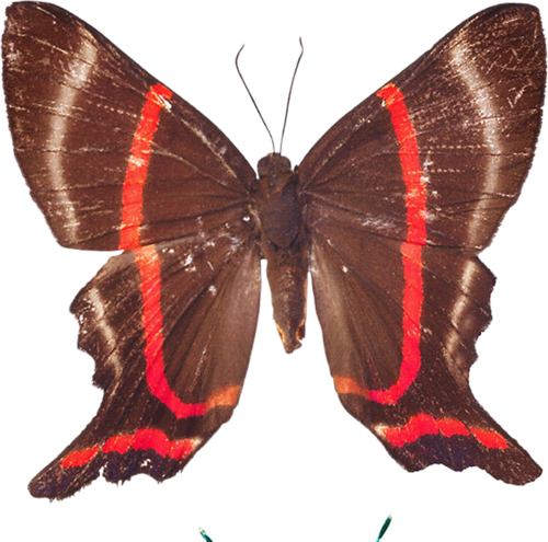 papillon-743985489548959854896.png