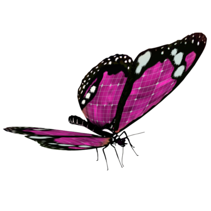 papillon-7454056965986965433.png