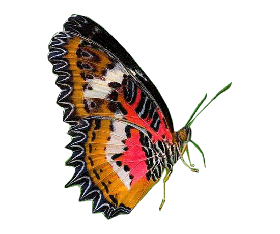 papillon-7656509650967906709.gif