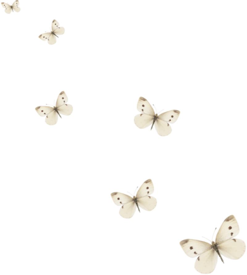 papillon-834343438954895498459459.png