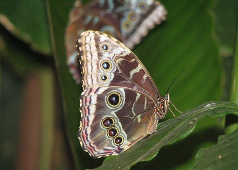 papillon-8789989898981.jpg