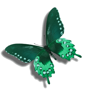 papillon-934345954895485489658.gif