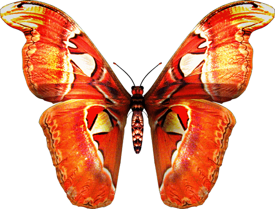 papillon-9458545843894398438342.gif