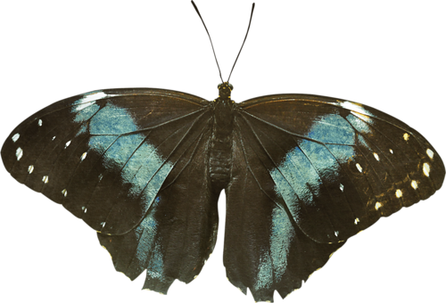 papillon-9554985489458723923029.png