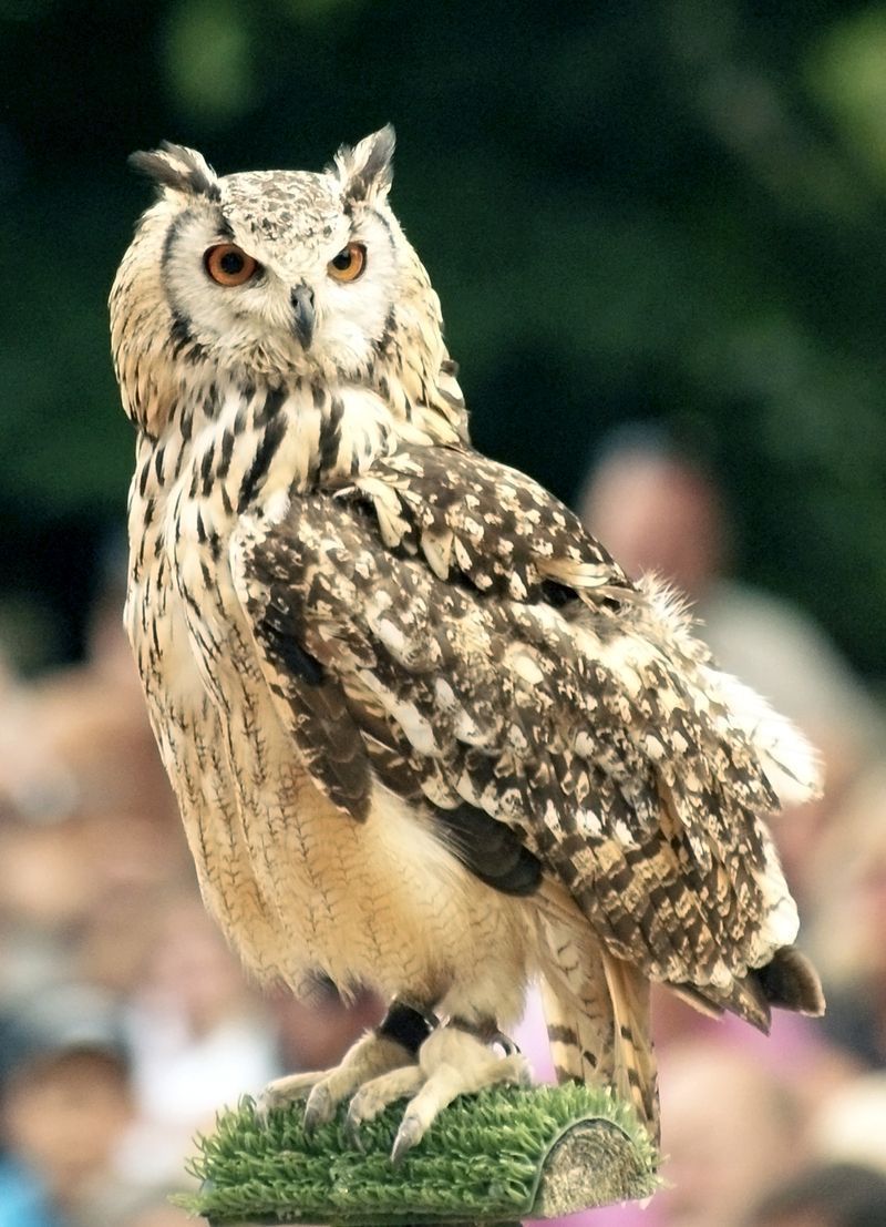 paradisio-pose-hibou-big.jpg