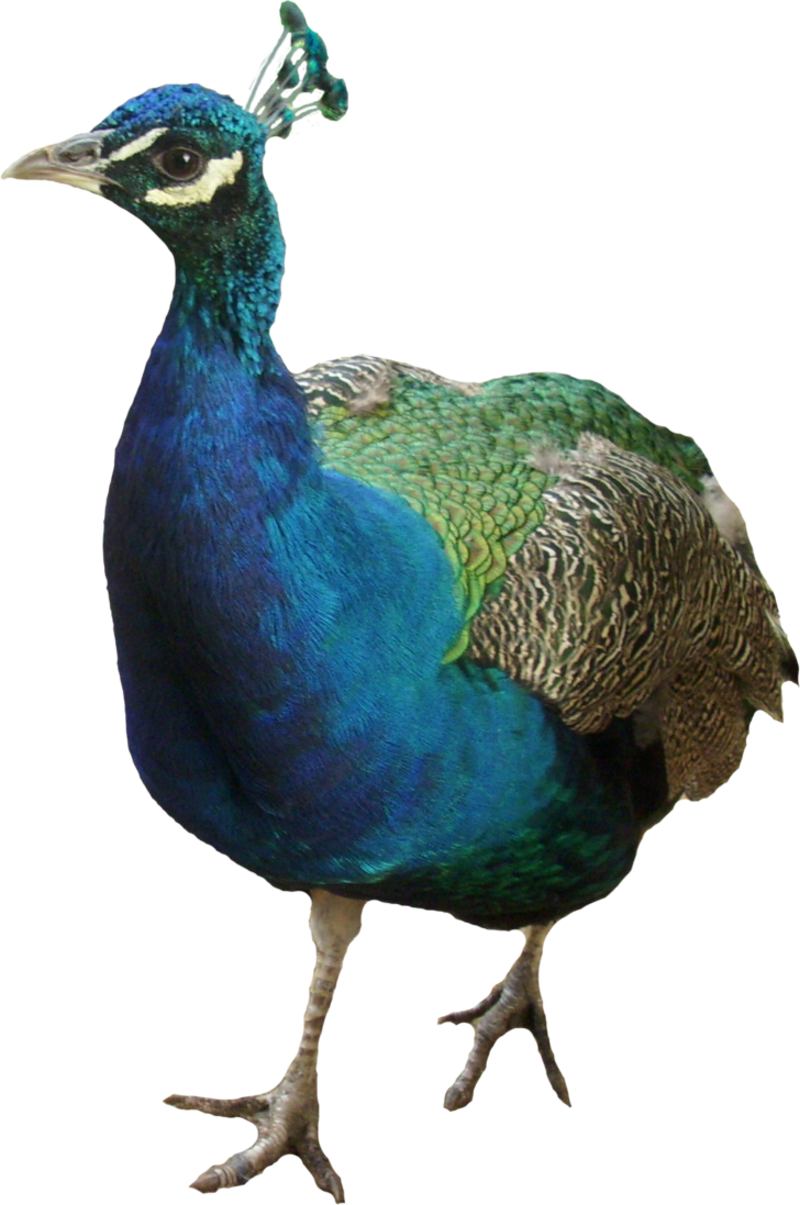 peacock__precut__by_jeanneystock-d769mos.png