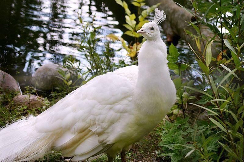 peafowl_pavo_cristatus3.jpg