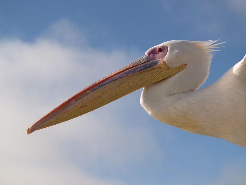 pelican-1.jpg