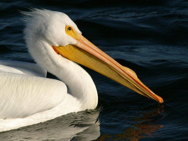 pelican-100.jpg