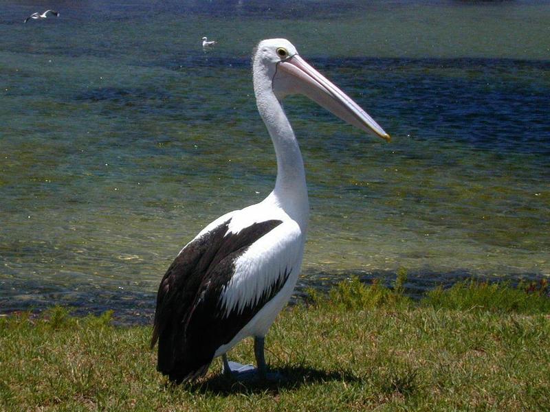 pelican-103.jpg