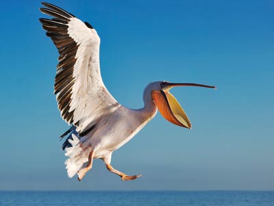 pelican-104.jpg