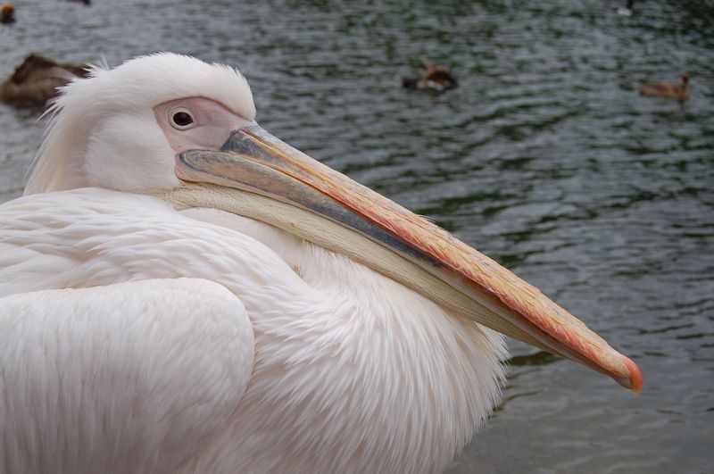 pelican-106.jpg