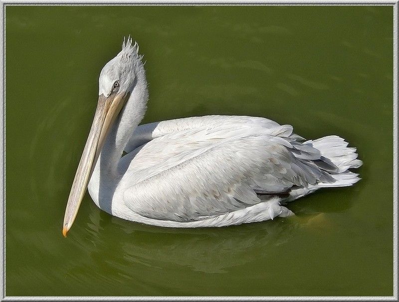 pelican-107.jpg