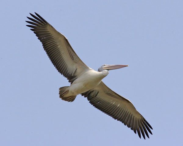 pelican-108.jpg