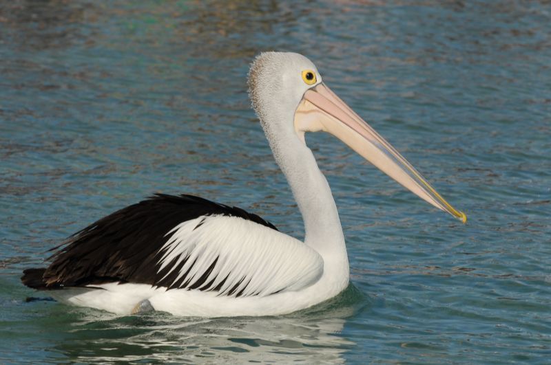 pelican-114.jpg