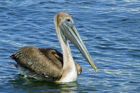 pelican-117.jpg