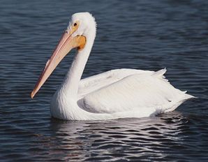 pelican-118.jpg